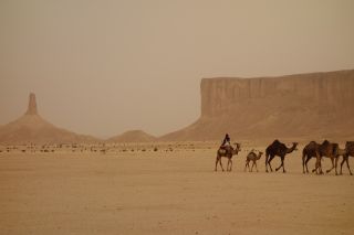 Saudi-Cross: Jeddah to Mecca to Taif to Riyadh to Dammam (to Dubai) Tour A caravan of camels and a rider traverses a sandy desert landscape with mesas in the background under a hazy sky.